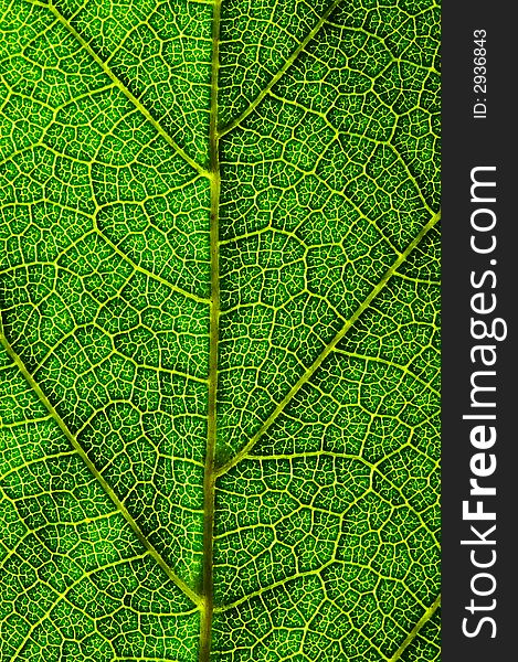 A close up look of a green leaf texture. A close up look of a green leaf texture.