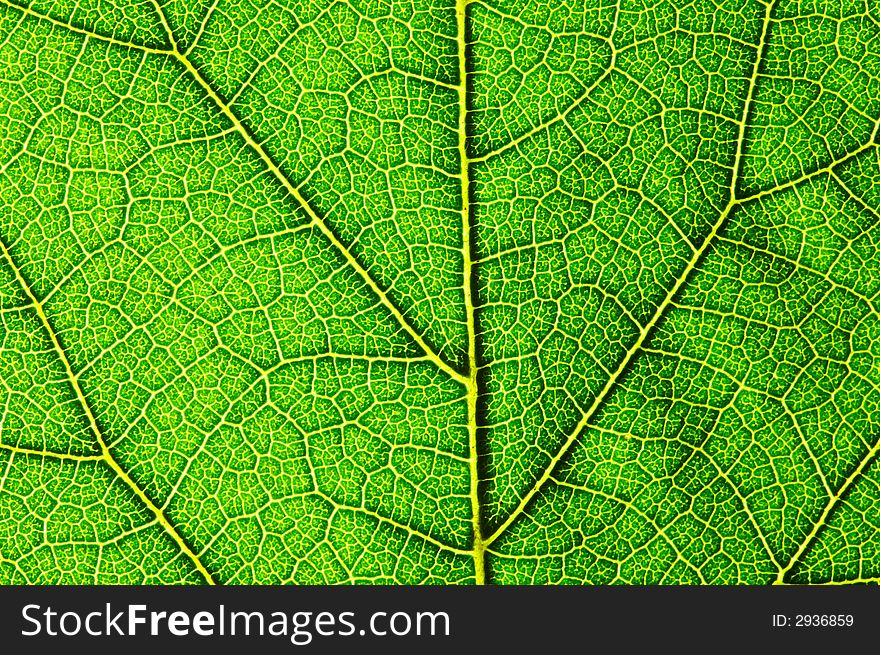 Horizontal Green Leaf Texture