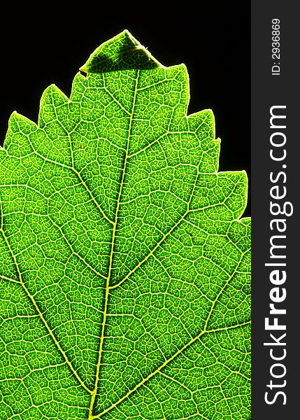 A close up look of a green leaf texture and its top. A close up look of a green leaf texture and its top.
