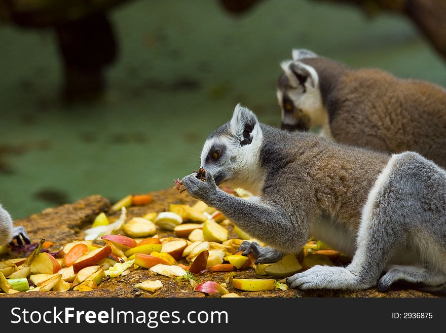 Ring-tailed lemurs (Lemur catta) feeding