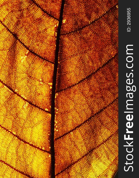 Red Leaf Texture