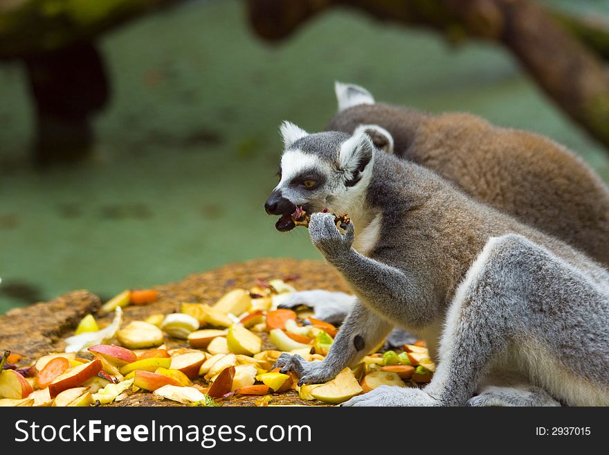 Ring-tailed lemurs (Lemur catta) feeding