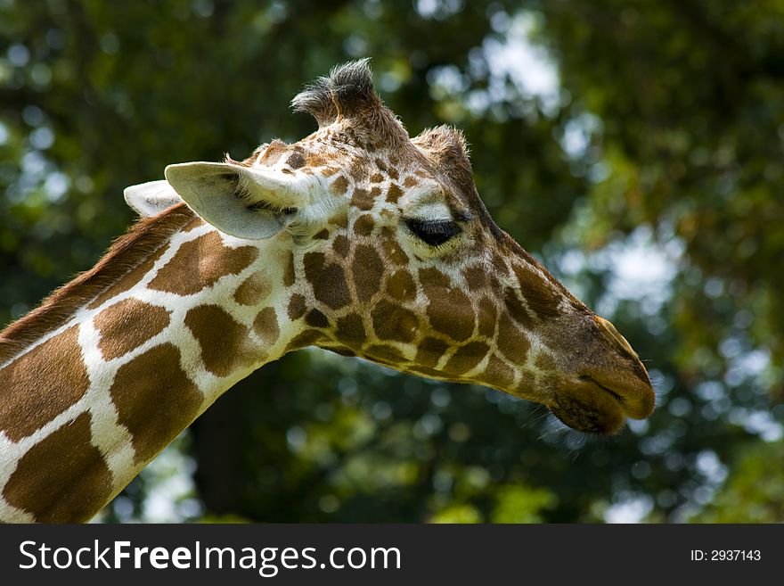 Closeup of a giraffe in a zoo