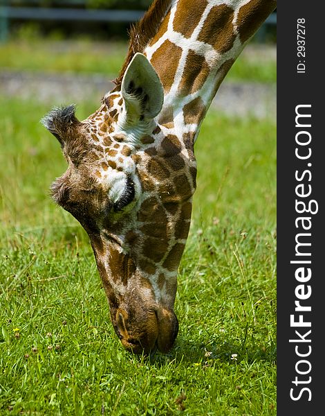 Closeup of a giraffe in a zoo