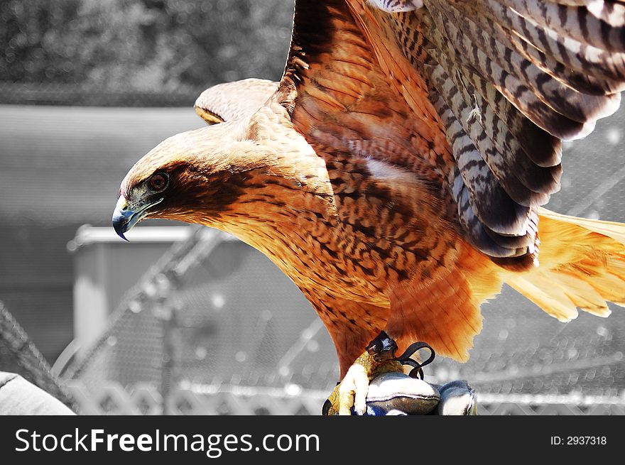 Southern california red tailed hawk.  Emphasis on the hawk and background faded to gray.