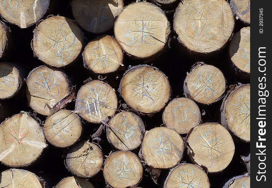 Heap of big pine logs