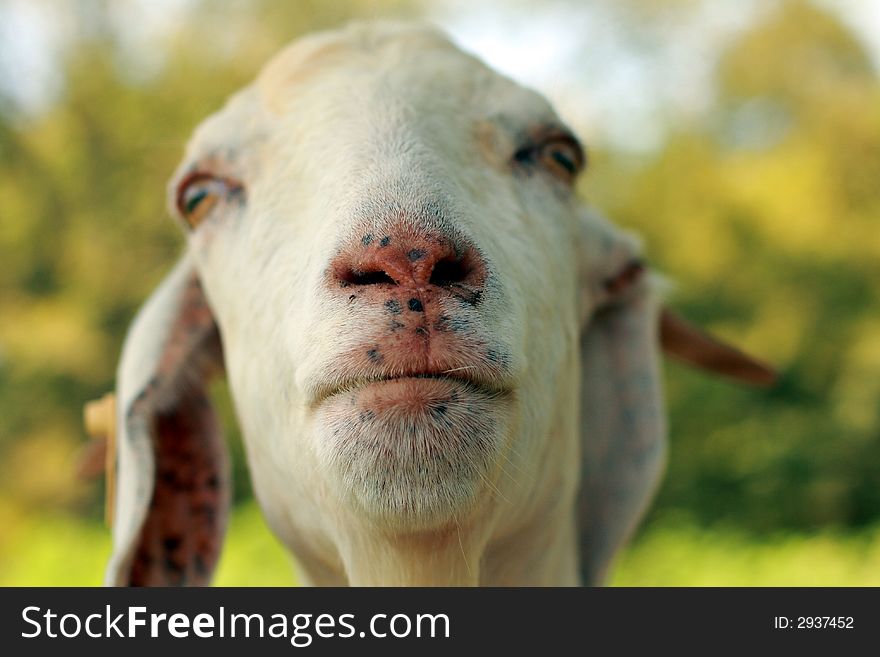 Nosey Boer goat checking out the camera