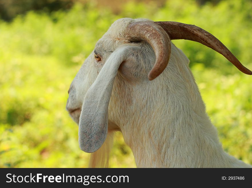 Nice view of a boer goat with her large horns. Nice view of a boer goat with her large horns.