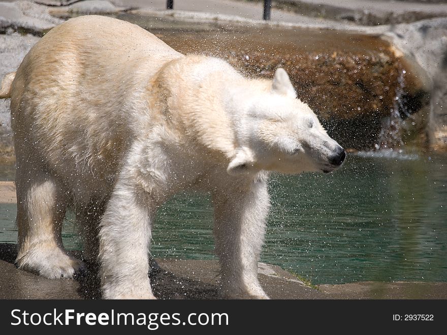 Polar bear shaking off water after a swim. Polar bear shaking off water after a swim