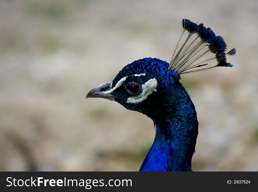 A peacock with a beautiful plumage