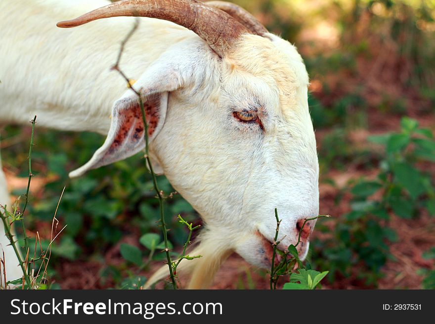 Nice view of a white boer goat eating weeds.