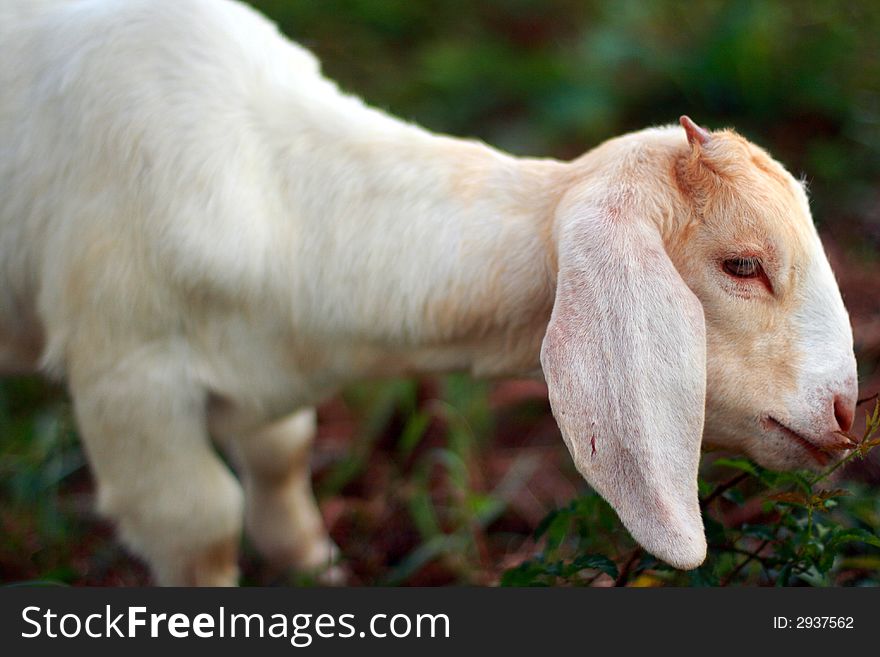 Baby Goat Eating