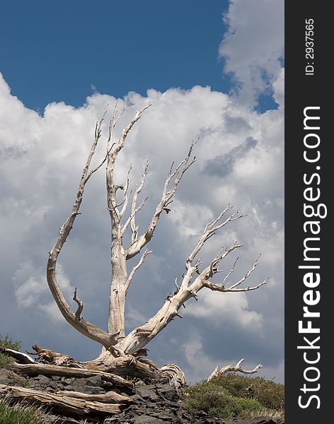 A dead tree at 8,000 feet in elevation with a cloudy sky background. A dead tree at 8,000 feet in elevation with a cloudy sky background