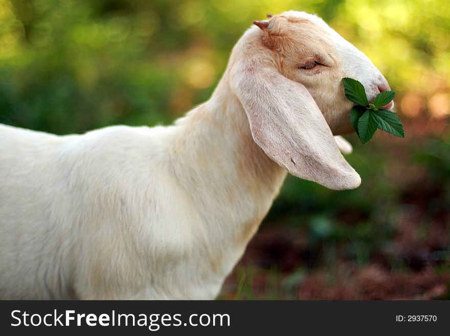 Young Boer goat eating some weeds. Young Boer goat eating some weeds.