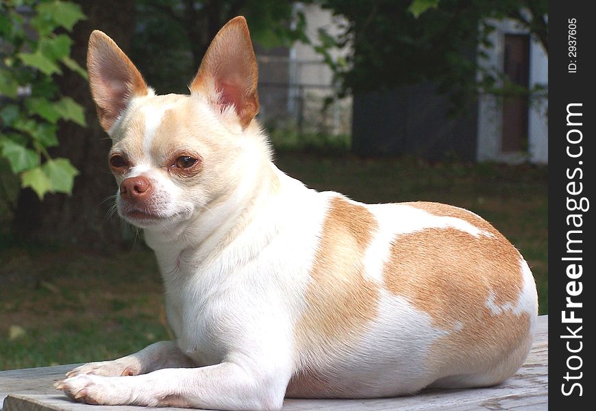 Chihuahua lying on a table in the sun.