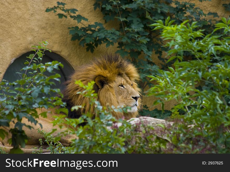 Lion - the king of the animals. Lion - the king of the animals