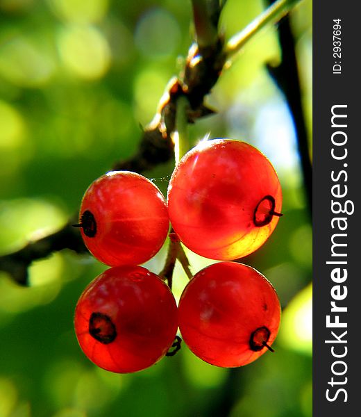 Baccas of a red currant.