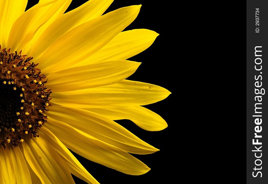 Macro Photography of a sunflower. Macro Photography of a sunflower.