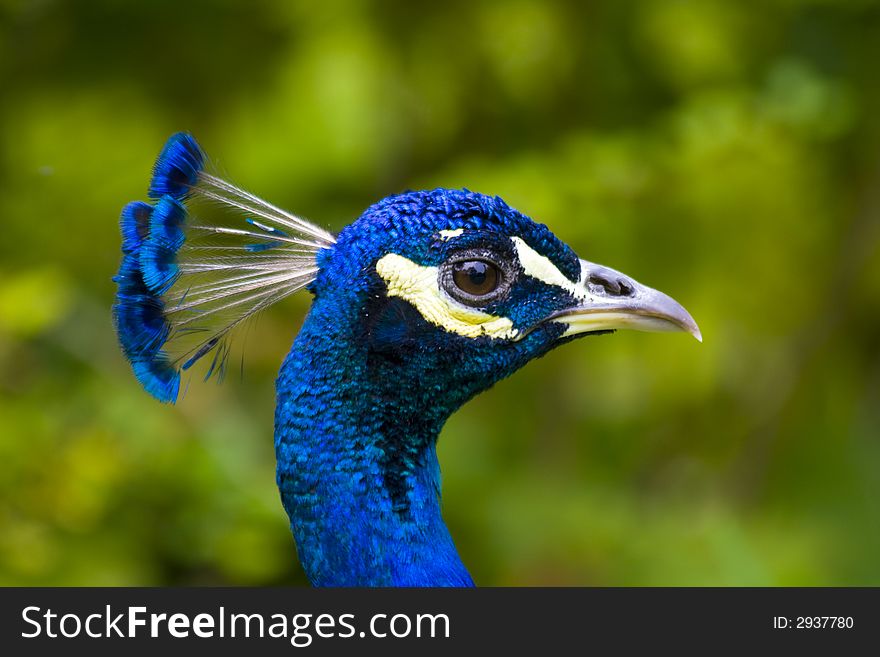 A peacock with a beautiful plumage