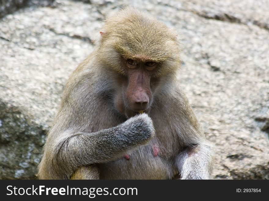 Baboons sitting on rocks in the zoo