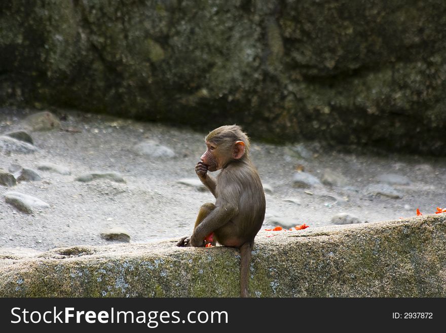 Baboons sitting on rocks in the zoo