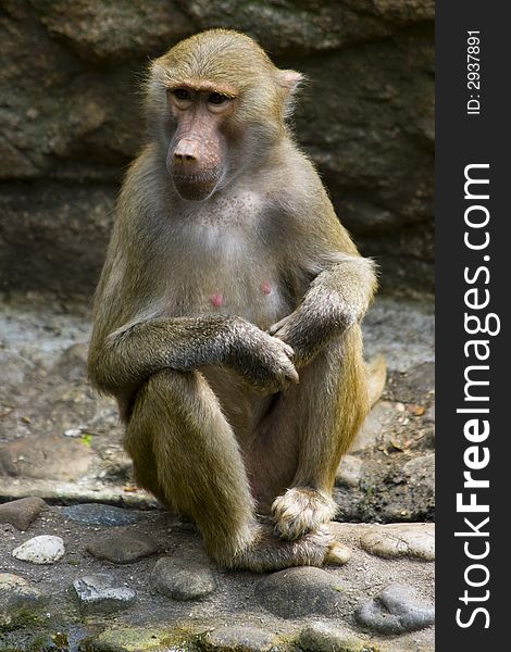 Baboons sitting on rocks in the zoo