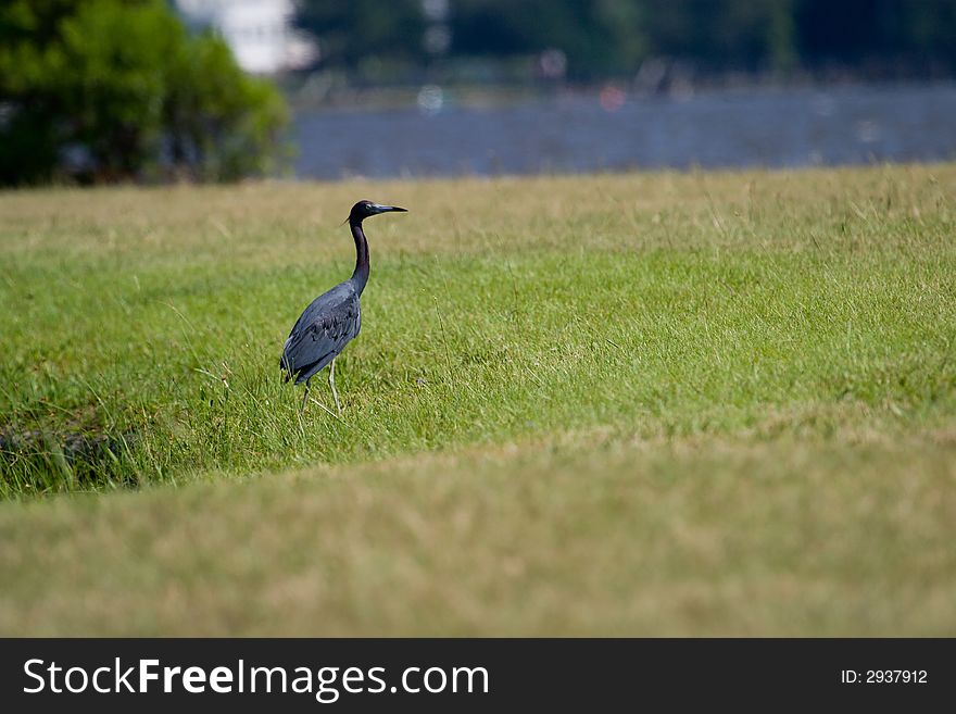 An egret walking through the grass. An egret walking through the grass.