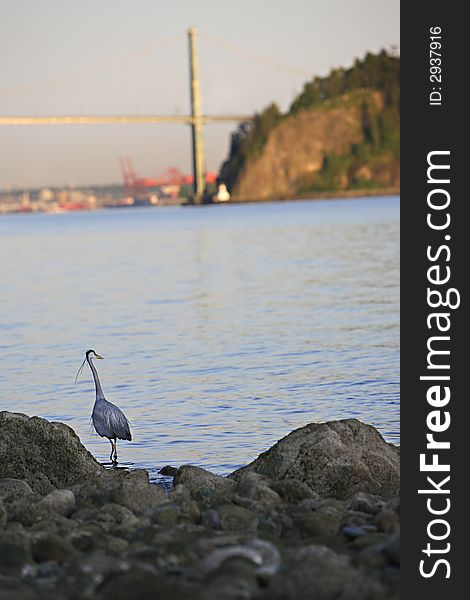 Blue Heron Bridge Background
