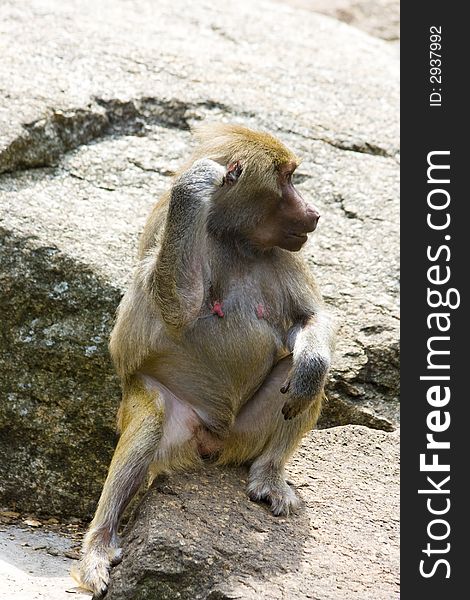 Baboons sitting on rocks in the zoo