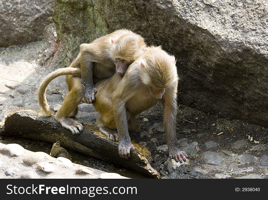 Baboons sitting on rocks in the zoo