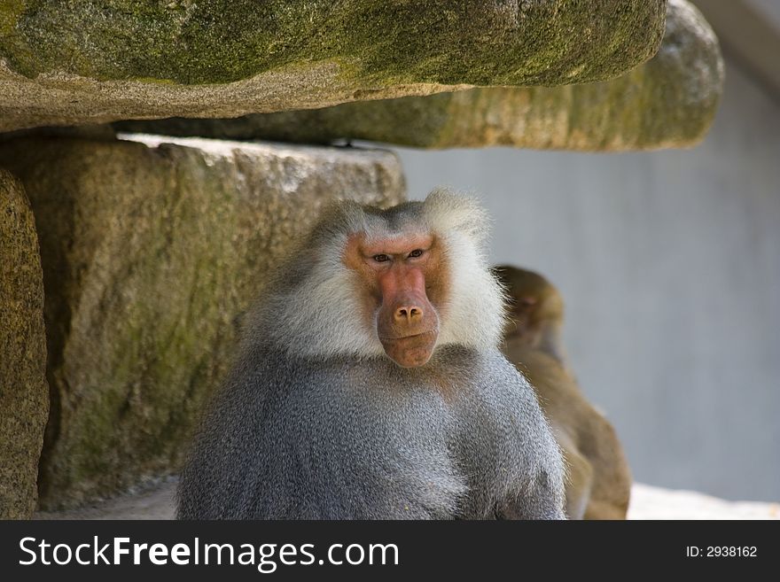 Baboons sitting on rocks in the zoo