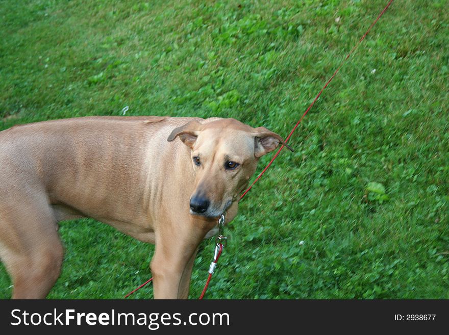 A regal high bred rhodesian ridgback in profile. A regal high bred rhodesian ridgback in profile.