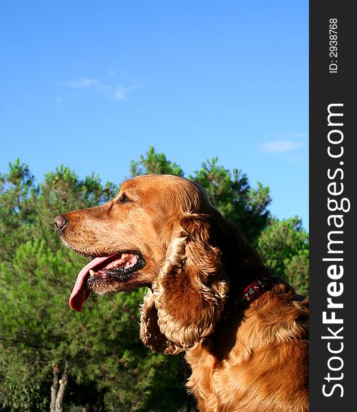 The Cocker Spaniel, Cartucho