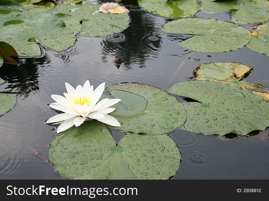 A nice water-lily, shooted in the city garden of Sofia - the capital of Bulgaria