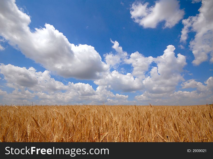 Landscape  field and clouds, day