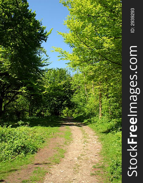 Chiltern beech woodlands framing a Buckinghamshire footpath. Chiltern beech woodlands framing a Buckinghamshire footpath