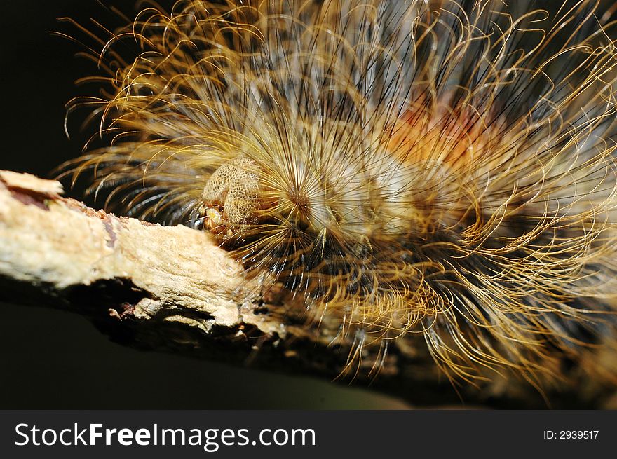 A hairy caterpillar on a dry wood stick