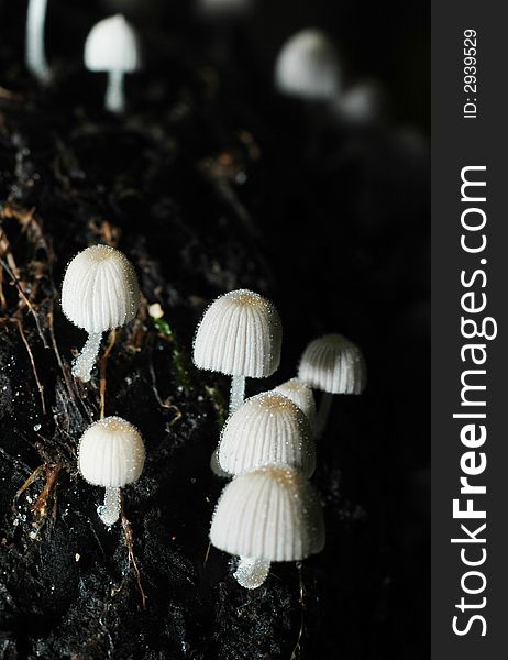 Tiny white mushrooms on a rotten wood log