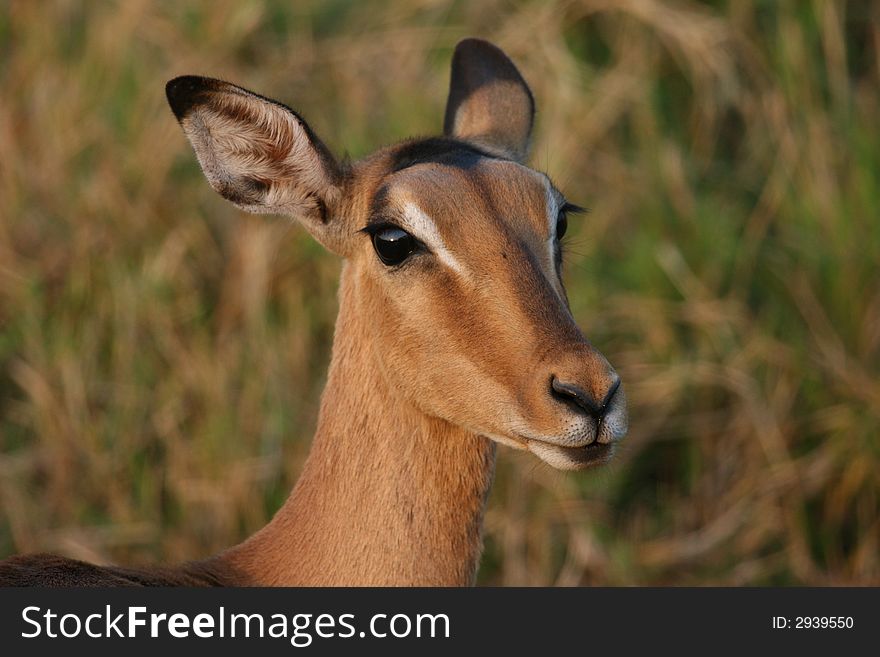 Female Impala Head