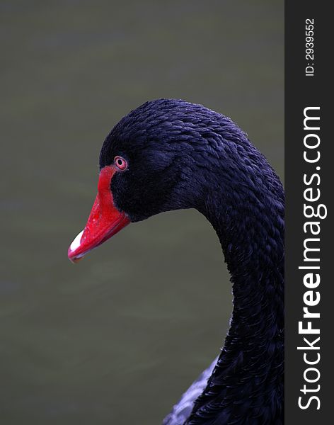 A close up from a black swan