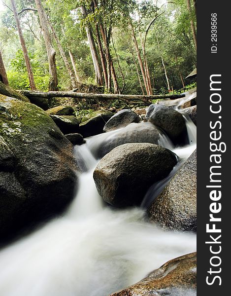 Rain forest with small water fall or stream