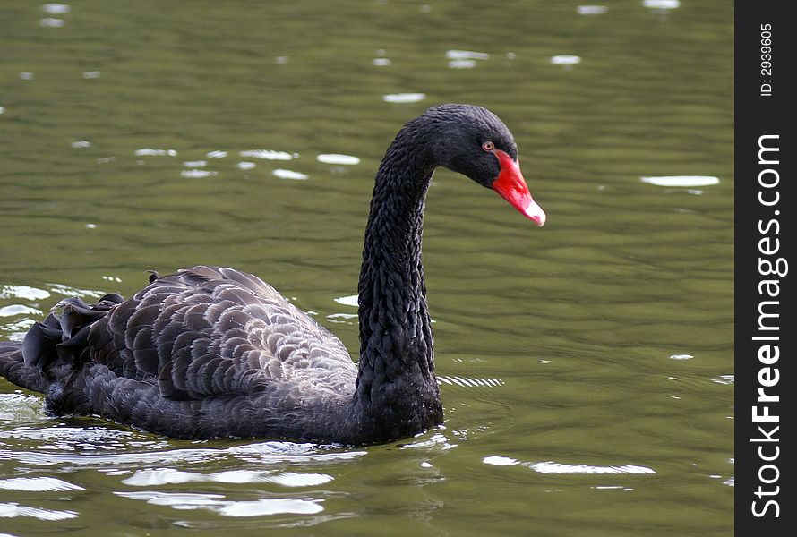 A black swan enjoying showing herself. A black swan enjoying showing herself