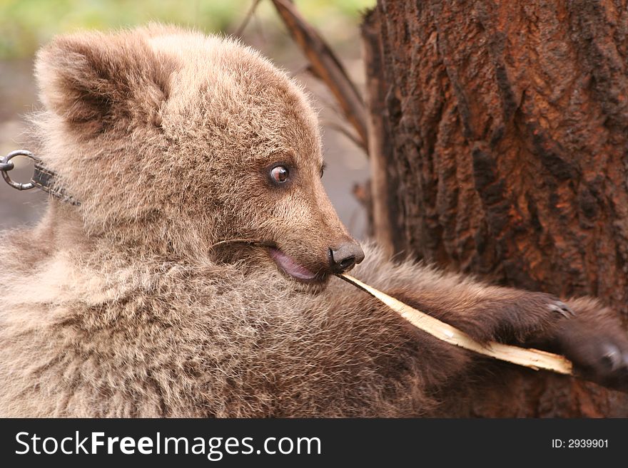 The bear cub plays with a branch gnawing it