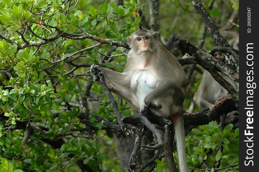Monkey on branch of tropical tree