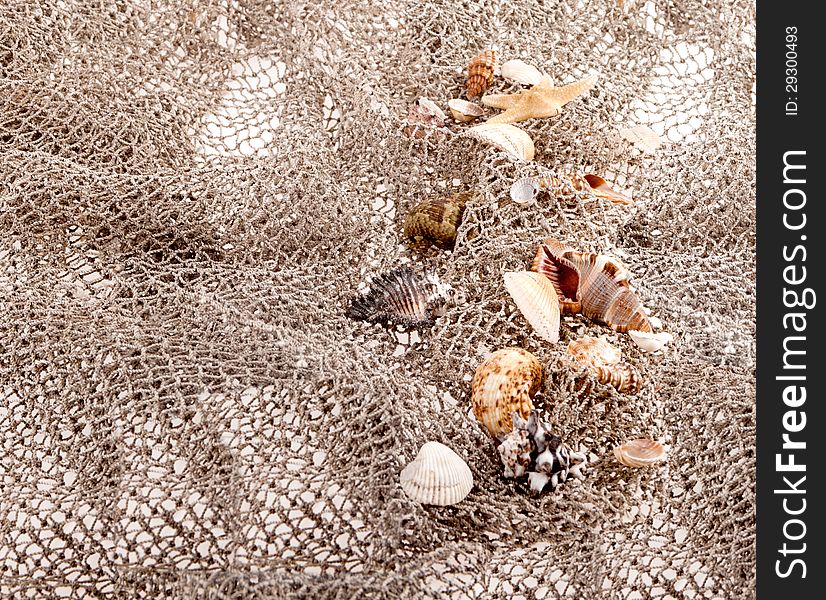 Seashells and starfish on the fishing network on a white background