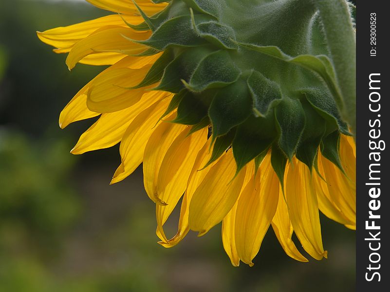 Yellow sunflower at the park