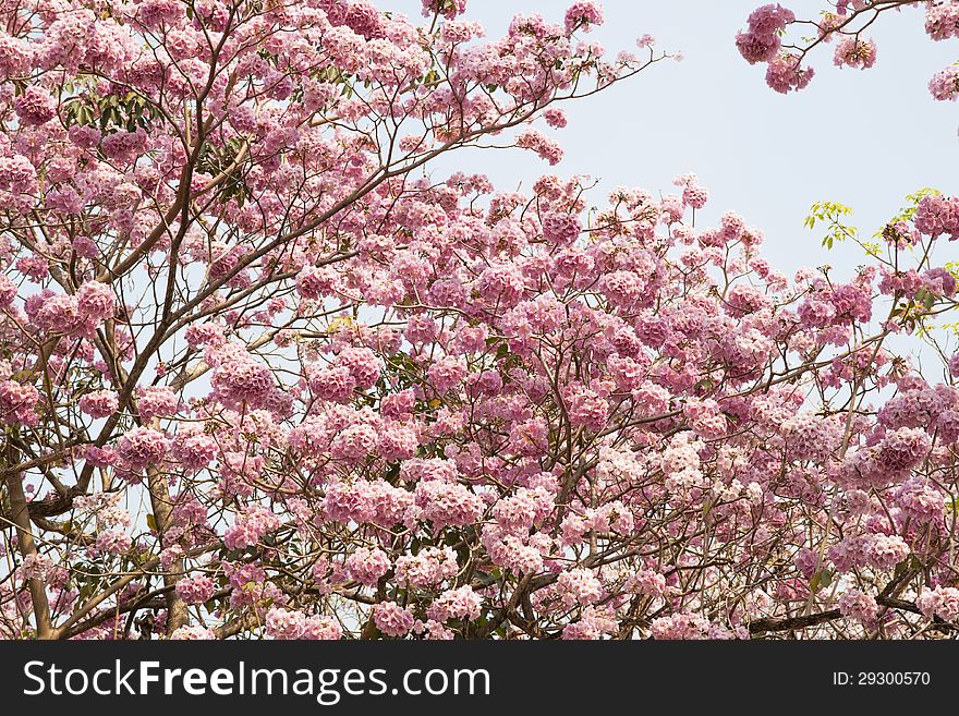 Pink Trumpet Tree with thousands of flower