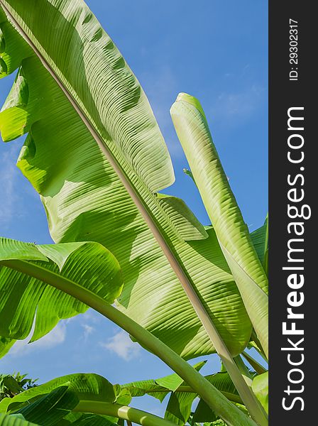 Banana leaves with blue sky in the bright day