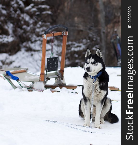 Sledge dog waiting for the race. Sledge dog waiting for the race