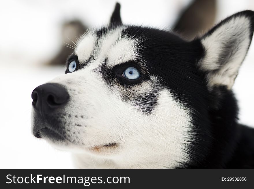 Close up portrait of a dog